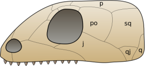 Skull of Anapsida